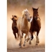 Puzzle Clementoni Wild Horses 391684 67,7 x 47,7 cm 1000 Darabok