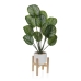 Decoratieve plant Versa