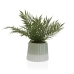 Decoratieve plant Versa