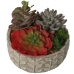 Dekorativ plante Alexandra House Living Plastik Sukkulent 20 x 21 x 18 cm