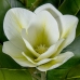 Dekorativ Plante Alexandra House Living Plast Magnolia 100 cm