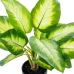 Dekorativ Plante Alexandra House Living Plast Aglaonema 50 cm