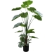 Декоративное растение Alexandra House Living Пластик Калатея 150 cm