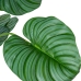 Dekorativ Plante Alexandra House Living Plast Calathea 150 cm