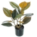 Planta Decorativa Alexandra House Living Plástico Roble 50 cm