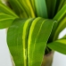 Pianta Decorativa Alexandra House Living Plastica Dracaena 130 cm