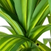 Pianta Decorativa Alexandra House Living Plastica Dracaena 130 cm