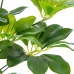 Pianta Decorativa Alexandra House Living Plastica Schefflera 125 cm