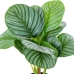 Dekorativ växt Alexandra House Living Plast Calathea 50 cm