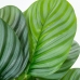 Dekorativ växt Alexandra House Living Plast Calathea 50 cm