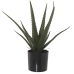 Dekoratiivne Taim Alexandra House Living Plastmass Aloe vera 11 x 11 x 39 cm