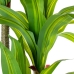 Pianta Decorativa Alexandra House Living Plastica Dracaena 180 cm