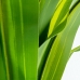 Pianta Decorativa Alexandra House Living Plastica Dracaena 180 cm