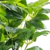 Decoratieve plant Alexandra House Living Plastic Schefflera 155 cm