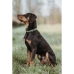 Hundehalsbånd Hunter Grøn 40-55 cm L