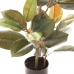 Pianta Decorativa PVC Ferro Ficus 36 x 37 x 90 cm