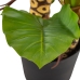 Decoratieve plant 80 x 90 x 140 cm Groen Philodendron