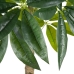 Decoratieve plant 54 x 52 x 120 cm Groen PVC