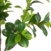 Decoratieve plant Groen PVC 145 cm Peperomia