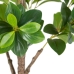 Decoratieve plant Groen PVC 145 cm Peperomia