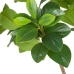 Decoratieve plant Groen PVC 145 cm Peperomia