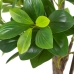 Decoratieve plant Groen PVC 145 cm Peperomia