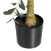 Decoratieve plant Polyester Polyethyleen Olijfboom 56 x 48 x 78 cm