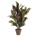 Decoratieve plant Mica Decorations Croton Groen PVC (73 x 40 cm)