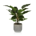 Decoratieve plant Versa Cement Plastic 15 x 47 x 15 cm