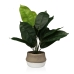 Dekorativ Plante Versa 15 x 43 x 15 cm Sement Plast