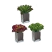 Decoratieve plant