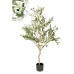 Albero Decorativo Romimex Plastica Ulivo 80 x 130 x 90 cm 90 x 130 x 80 cm