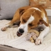 Jucărie pentru câini Nylabone Pui 11 Crem animale