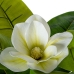 Dekorativ Plante Alexandra House Living Plast Magnolia 130 cm