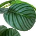 Plante décorative Alexandra House Living Plastique Calathea 90 cm