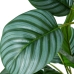 Dekorativní rostlina Alexandra House Living Plastické Calathea 90 cm