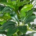 Decoratieve plant Alexandra House Living Plastic Schefflera 90 cm