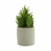 Planta Decorativa Ibergarden YCX17941 Plástico Suculenta 12 x 24 x 12 cm (6 Unidades)