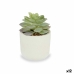 Decoratieve plant Vetplant Plastic 14 x 13,5 x 14 cm (12 Stuks)