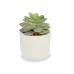 Decoratieve plant Vetplant Plastic 14 x 13,5 x 14 cm (12 Stuks)