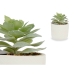 Plantă decorativă Suculent Plastic 14 x 13,5 x 14 cm (12 Unități)