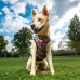 Dog Harness Marvel Red Reversible S/M