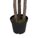 Decoratieve plant Polyethyleen Ijzer Cement Cassave 30 x 30 x 250 cm