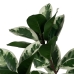 Decorative Plant Rubber 70 x 70 x 150 cm