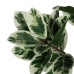 Decorative Plant Rubber 70 x 70 x 150 cm