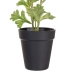 Decoratieve plant Polyester Polyethyleen Ijzer Bloem 9,5 x 9,5 x 29 cm