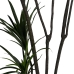 Decoratieve plant Rubber Polypropyleen 90 X 90 X 220 CM