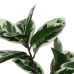 Decorative Plant Rubber polypropylene 50 x 50 x 120 cm