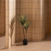 Decoratieve plant Rubber 60 X 60 X 110 CM