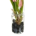 Decoratieve plant Polyester Polyethyleen Ijzer 7 x 7 x 18 cm